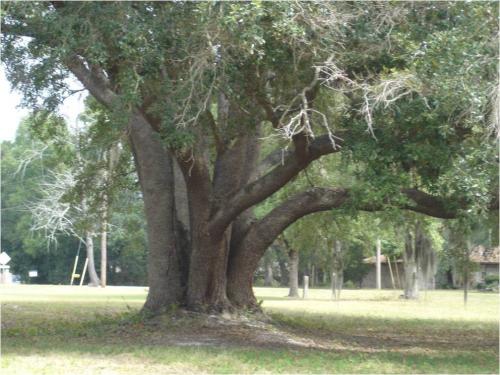 Newberry- This massive oak tree stands in Lynch Hammock today. It is not the original hanging tree which was cut down in the 1940's ( Dunn Collection)