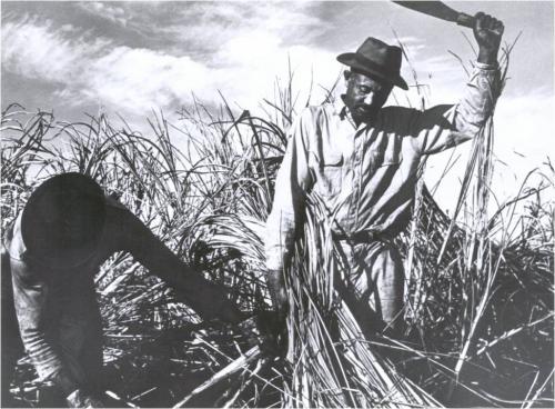 Work- Sugarcane cutters near Clewiston. These men are probably temporary workers from the Caribbean. Florida State Archives FSNB 8841