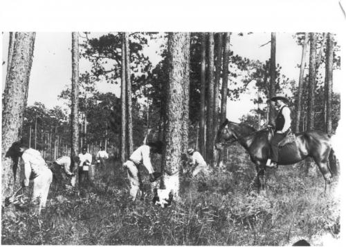 Work- Turpentine workers inLake County early 1890s Florida undated Florida State Archives Neg 9422