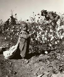 children boy in cotton field 