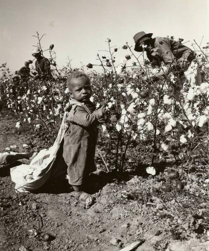 little cotton picker 