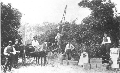 work orange grove near deland